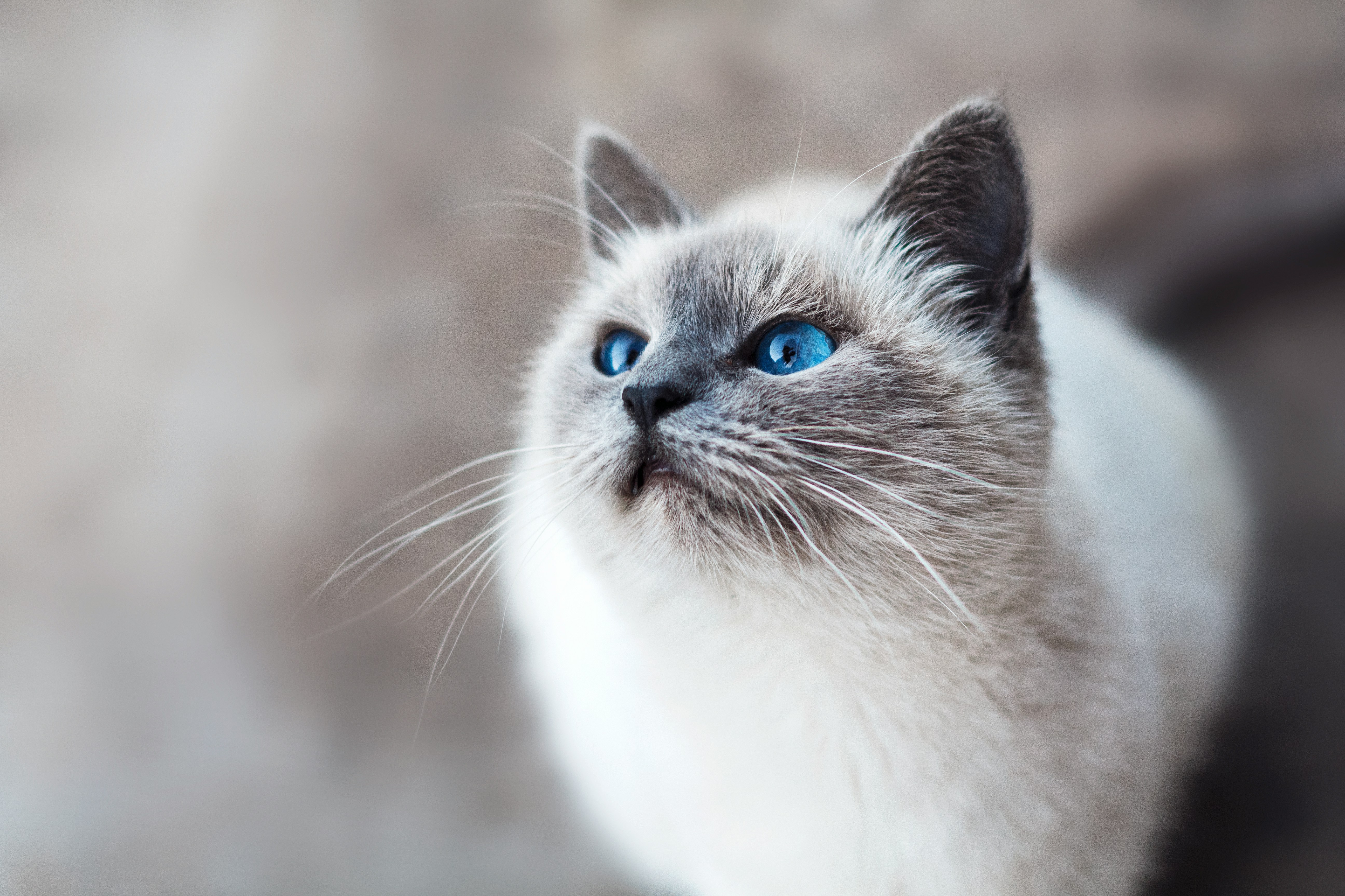 L’inarrestabile ascesa di Chubby, il gatto generato dall’IA di TikTok